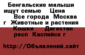 Бенгальские малыши ищут семью) › Цена ­ 5 500 - Все города, Москва г. Животные и растения » Кошки   . Дагестан респ.,Каспийск г.